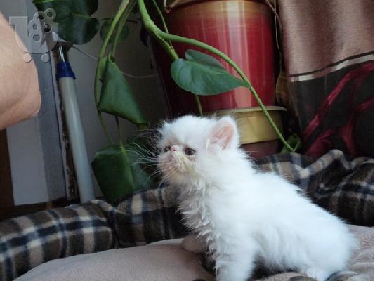 Πωλούνται περσικά γατάκια άσπρα  Περσική (Persian)